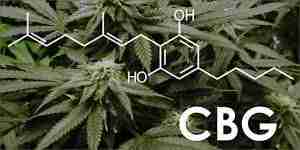 Read more about the article Where to Buy the Best CBG Flower Online [2023]