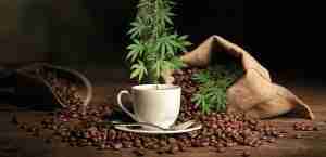 Read more about the article Where to Buy the Best CBD Coffee Beans and CBD Coffee Grounds