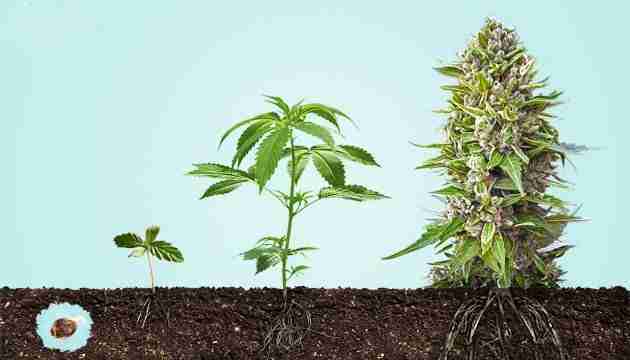 Read more about the article Learn How to Grow Cannabis at Home: A Beginners Guide to Growing Marijuana from Seed to Flower