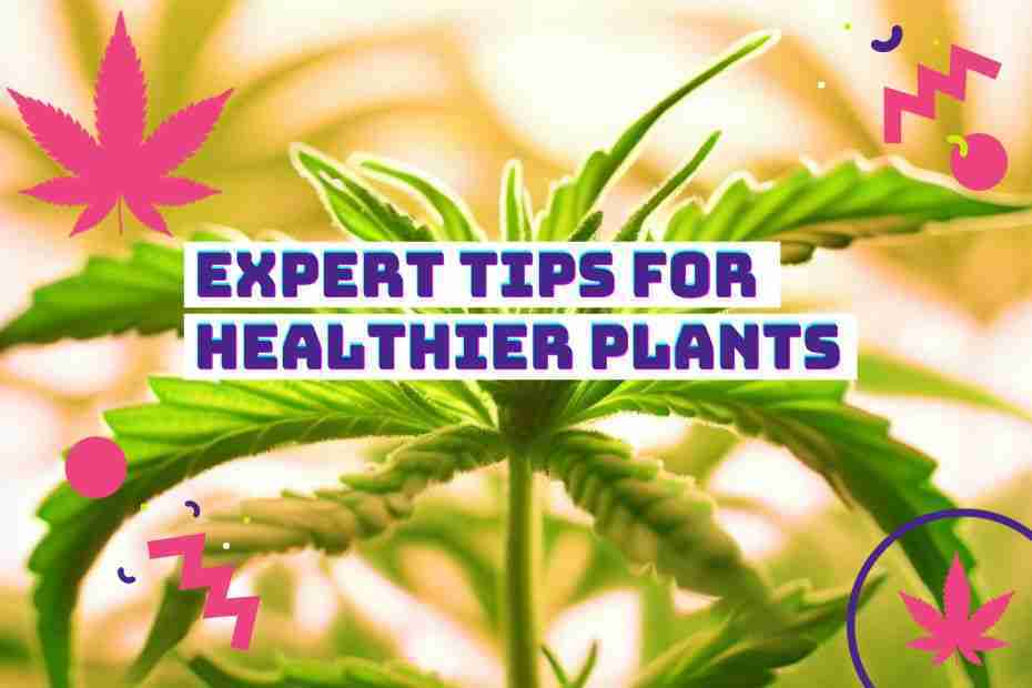 Read more about the article Solving the Mystery of Cannabis Leaves Curling – Expert Tips for Healthier Plants