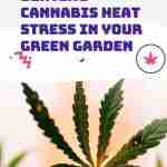 Beating Cannabis Heat Stress in Your Green Garden