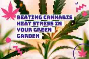 Read more about the article From Scorch to Soar: Beating Cannabis Heat Stress in Your Green Garden