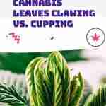 Cannabis Leaves Clawing vs. Cupping
