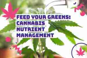 Read more about the article Feed Your Greens: A Grower’s Guide to Cannabis Nutrient Management
