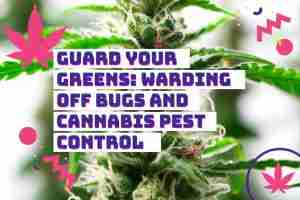 Read more about the article Guard Your Greens: Warding Off Bugs and Cannabis Pest Control