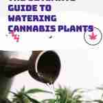 Ultimate Guide to Watering Cannabis Plants