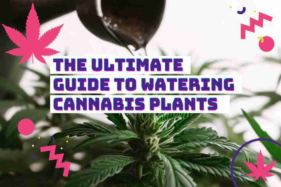 Read more about the article The Ultimate Guide to Watering Cannabis Plants: Quench Your Plant’s Thirst for Lush Growth